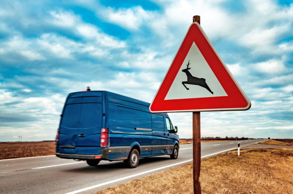 Animales en la carretera, cómo actuar.