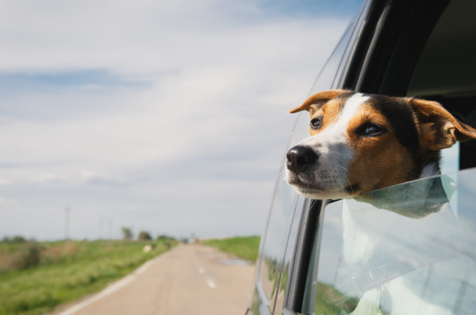 Como viajar con tu mascota en coche de forma segura